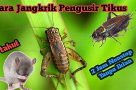 Suara Jangkrik Pengusir Tikus